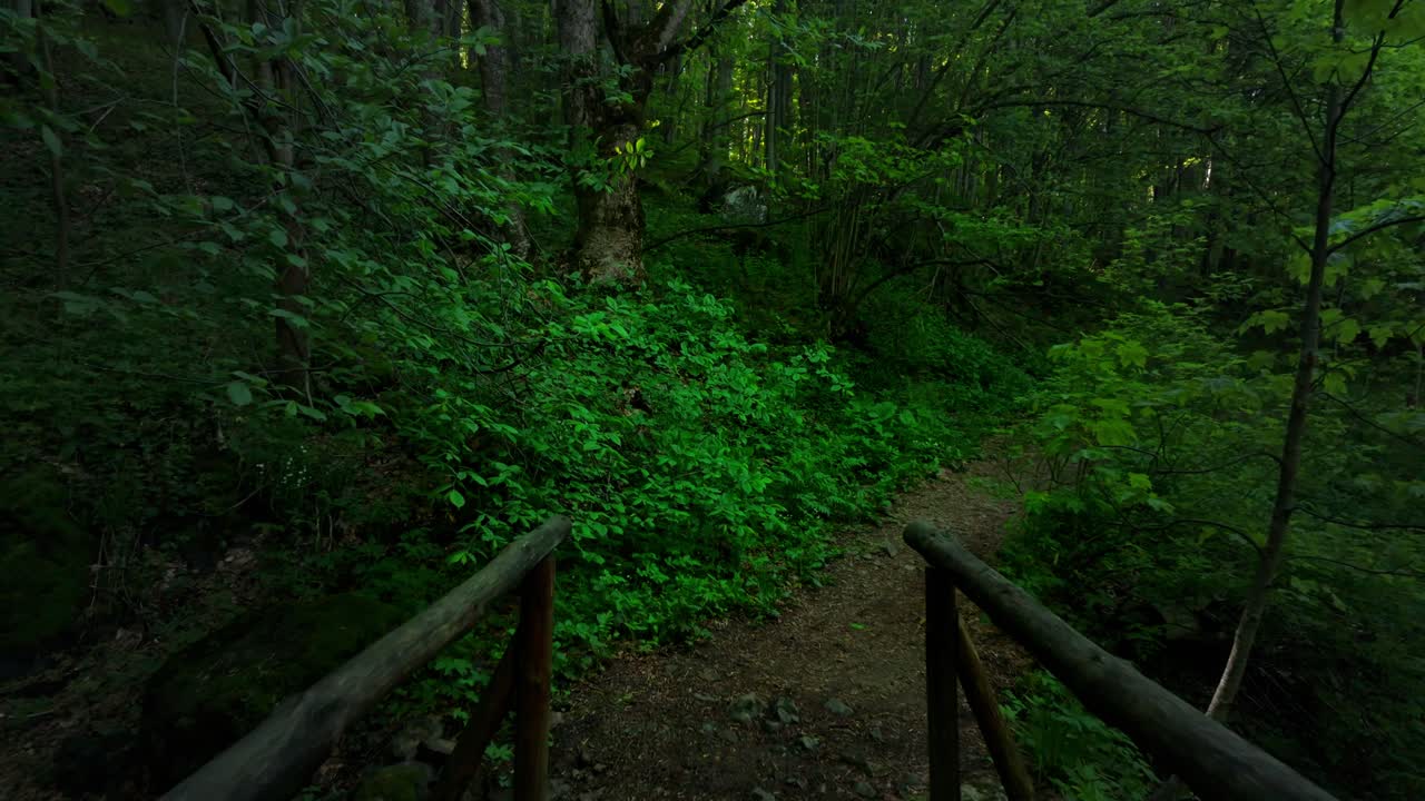 imágenes en cámara lenta, de bajar de un puente de madera en un bosque verde exuberante