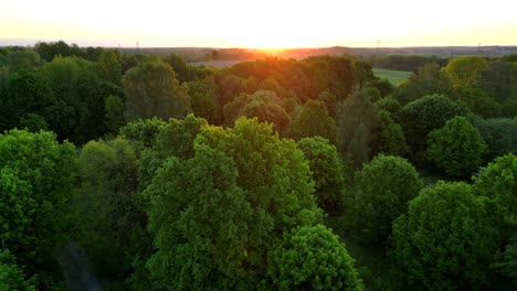 panorama, vista del sol naciente sobre el bosque, los rayos del sol de la mañana iluminando las hojas