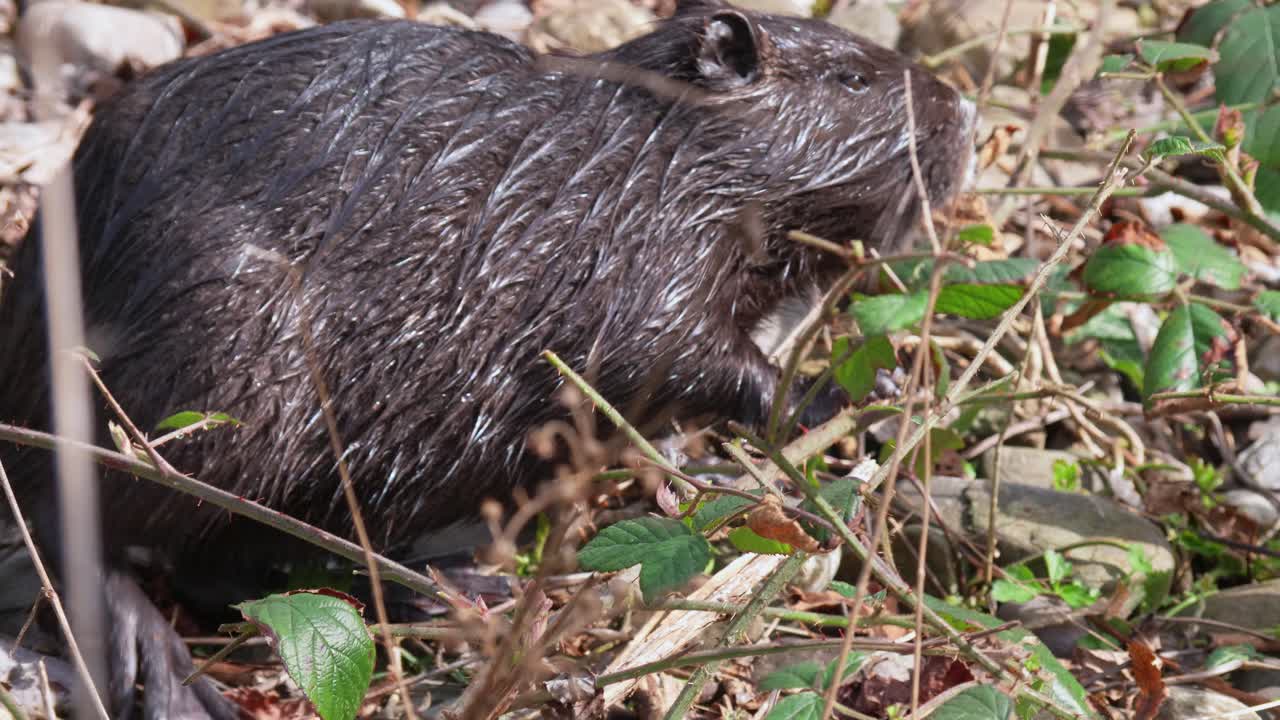 tiro macro de la criatura nutria húmeda negra que busca comida en la naturaleza durante el día soleado