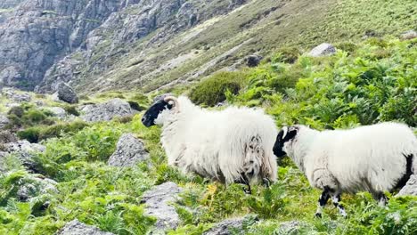 Un-Rebaño-De-Ovejas-De-Carnero-De-Montaña-Con-Cuernos-Pasta-En-La-Hierba-Con-Un-Viento-Fuerte