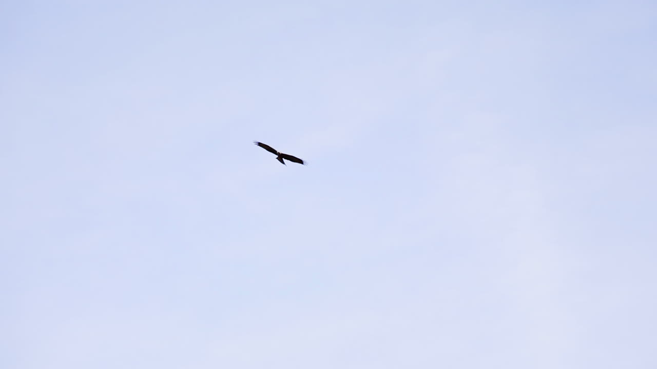 스위스 알프스에서 그녀의 방향을 조종하는 독수리