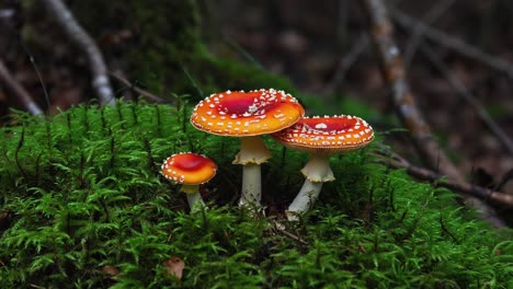 vibrant red fly agaric mushrooms nestling among lush green moss, emerging from shadowy forest floor, showcasing woodland ecosystem's intricate natural beauty and mysterious essence
