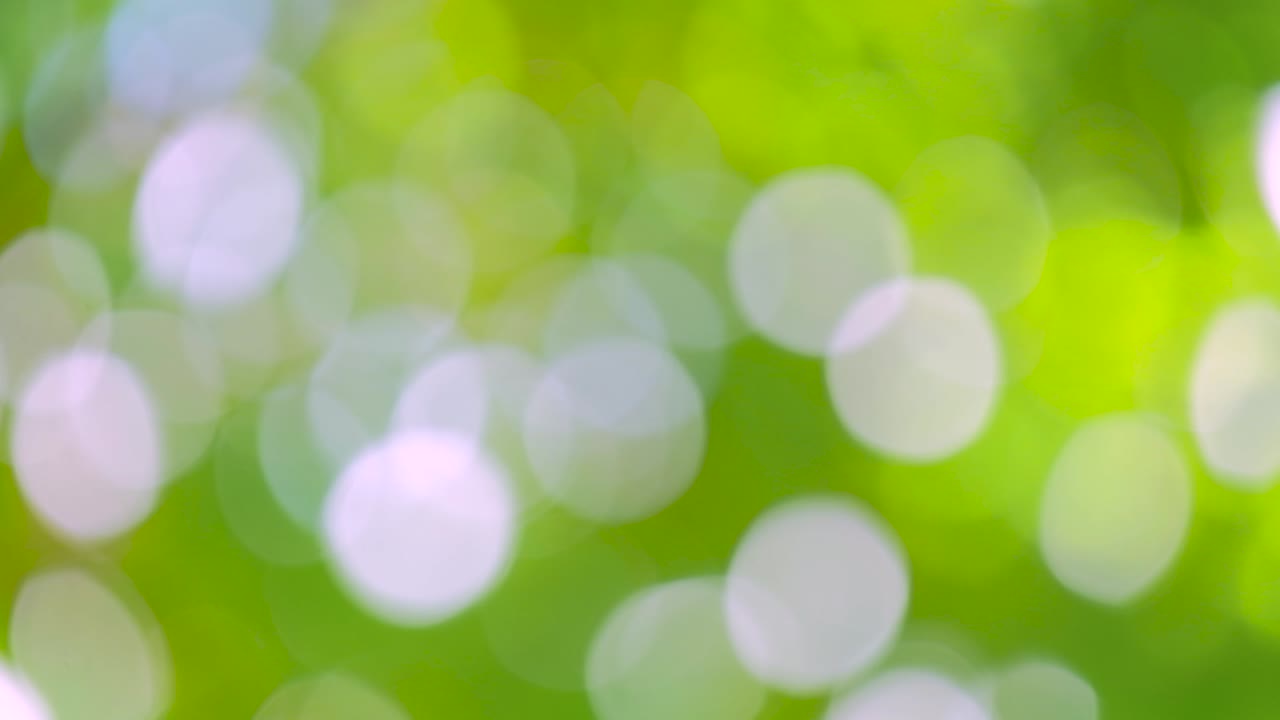 Bokeh light from the sun through the leaves.