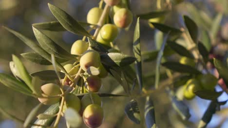 Slow-motion-close-up-of-olives-on-olive-tree-moving-in-the-wind