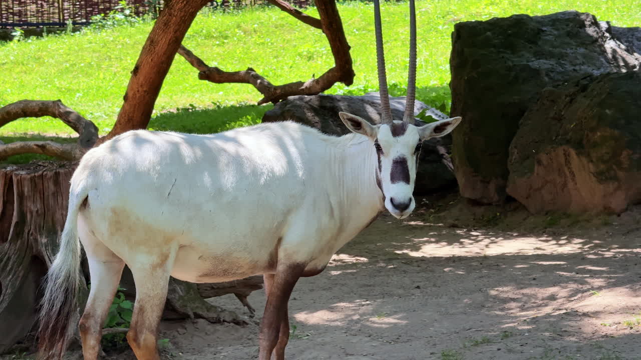 Wild animal standing under trees in zoo. A white animal with long horns stands near rocks and trees in a zoo, enjoying the sunny weather in a green area