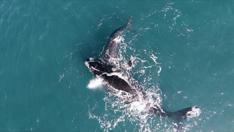 Primer-Plano-De-Dos-Ballenas-Madre-Y-Cría-Alejándose---Vista-Aérea-Superior-Ojo-De-Pájaro