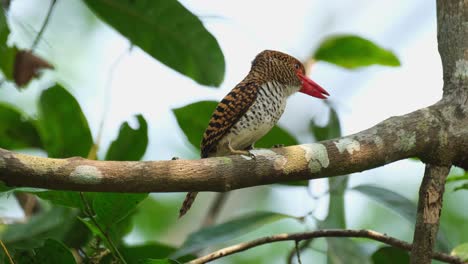 Looking-to-the-right-with-its-crest-moving-up-and-down-and-this-female-looks-happy,-Banded-Kingfisher-Lacedo-pulchella,-Female,-Kaeng-Krachan-National-Park,-Thailand