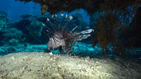 beautiful-zebra-lion-fish-swimming