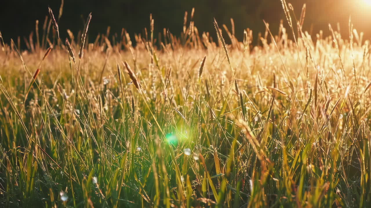 해가 지는 황금 잔디
