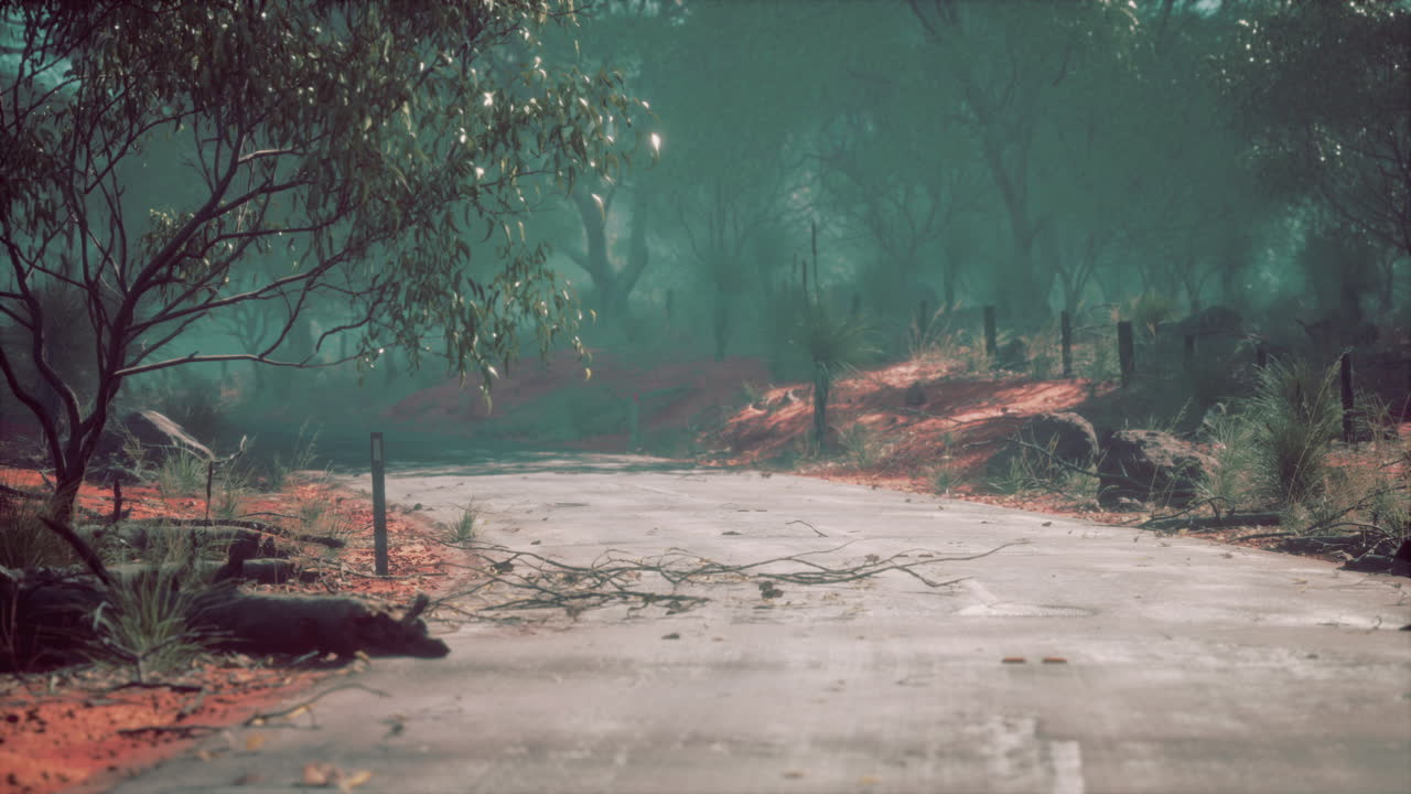 Asphalt road through the deep forest