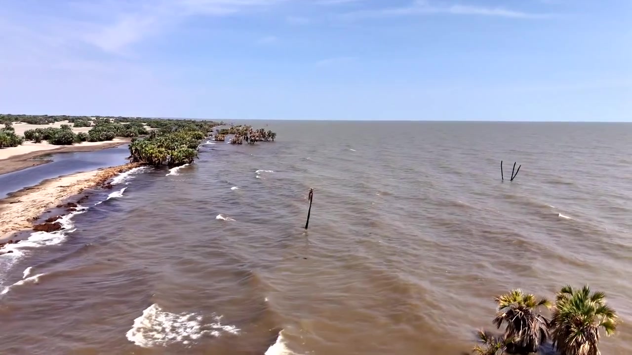 Dron volando sobre palmeras en la playa del lago Turkana.