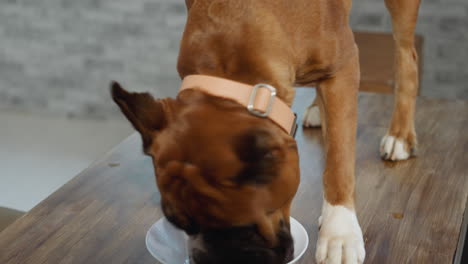 un perro hambriento termina de comer arroz en un tazón en la mesa de la cocina