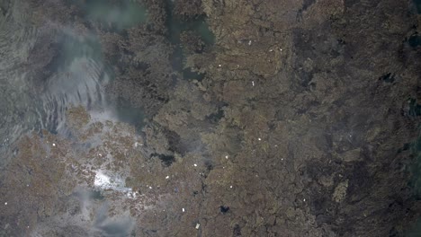 Top-View-Of-Marine-Fungi-Floating-On-Sea-Surface