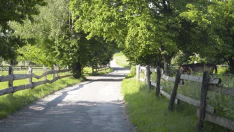 Scenic-view-of-a-dusty-road-leading-into-a-tunnel-made-of-trees-with-horses-eating-grass-on-the-right