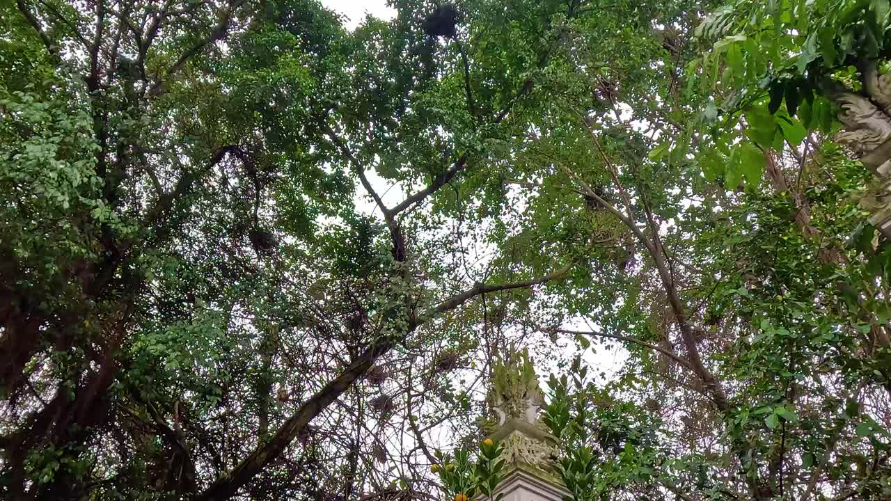 Lush greenery and vibrant flowers at Hanoi temple