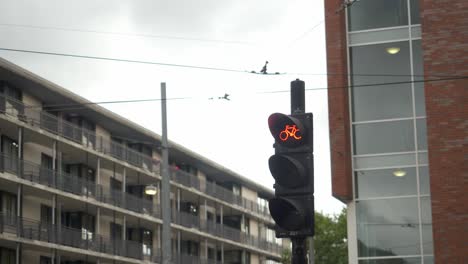 a shot of a dutch traffic light in amsterdam for cyclists, in the netherlands