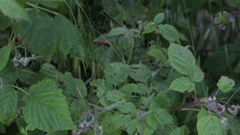 single-honey-bee-buzzing-around-raspberry-bushes-and-leaves-in-spring-during-daytime,-handheld-medium-close-up