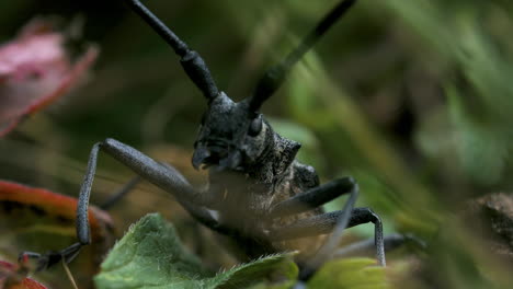escarabajo de cuernos largos de cerca
