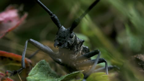 longhorn beetle closeup