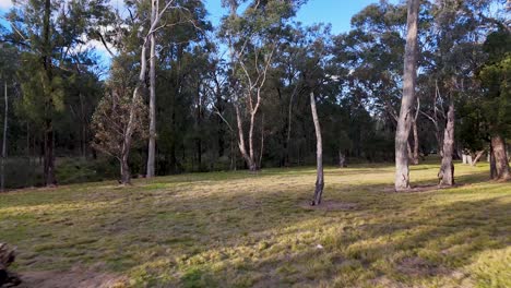 camera glides steadily across open grassy bushland with scattered eucalyptus trees, under clear blue sky and natural daylight, evoking calm and tranquility