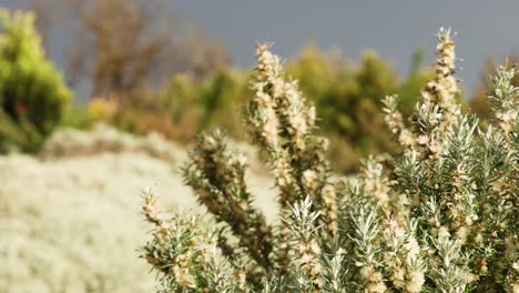 bushes swaying in the wind, scenic background