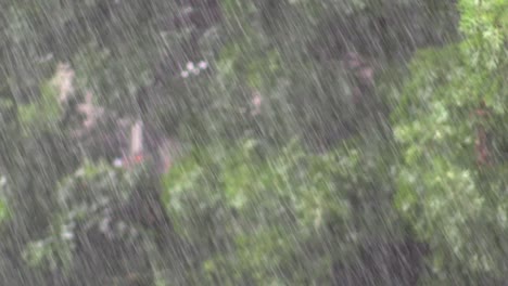 rain heavy with trees moving in background