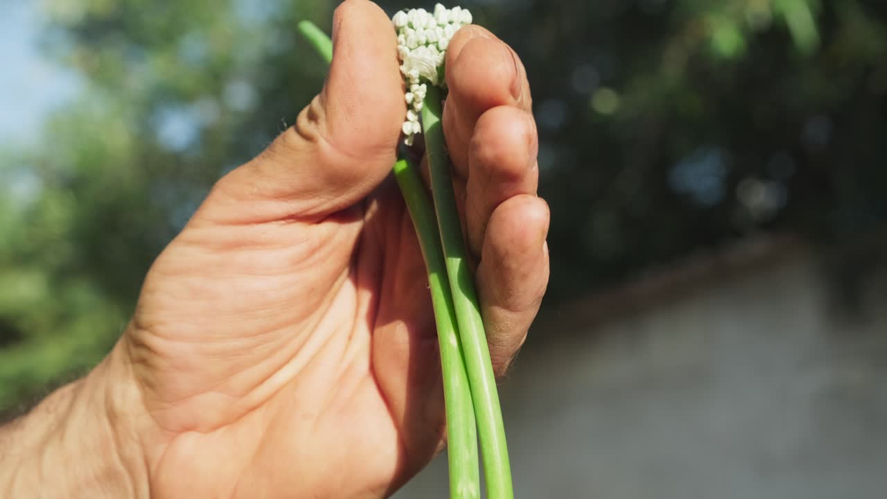 Farmer's weathered hands proudly displaying freshly harvested onions with visible roots and sprouting green tops. Close-up detail showcases agricultural pride and farm-to-table authenticity