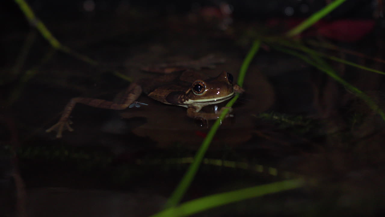 низкоугольный снимок лягушки, плавающей возле берега тропического пруда в панаме