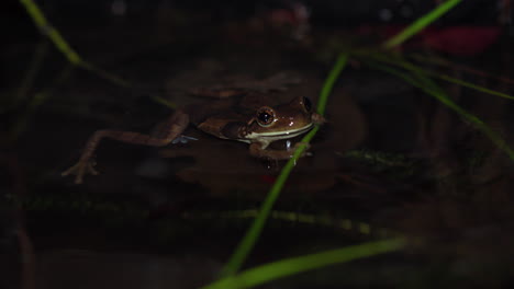 Toma-De-ángulo-Bajo-De-Una-Rana-Flotando-Cerca-De-La-Orilla-De-Un-Estanque-Tropical-En-Panamá.