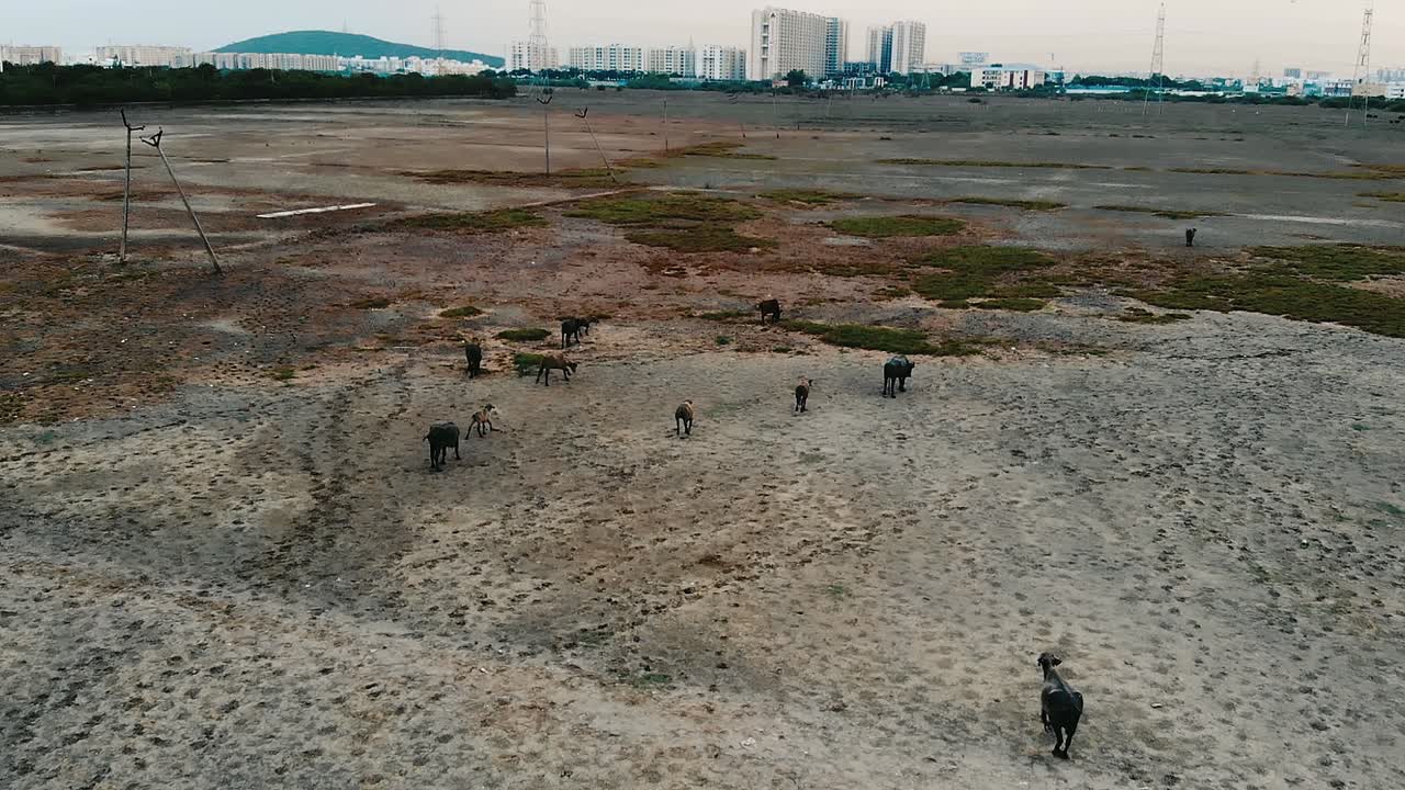Aerial View Of Group Of Cows Running Across Barren Field In Chennai, Follow Shot