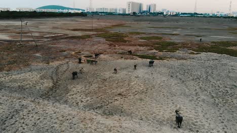 aerial view of group of cows running across barren field in chennai, follow shot