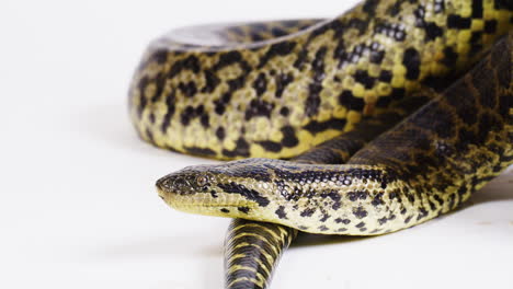 Yellow-anaconda-on-white-background-coiled-up