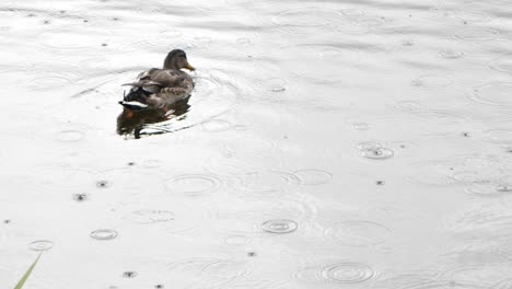 Eine-Stockente-Schwimmt-Bei-Regen-Im-Teich