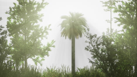 sunlight filters through lush foliage in a serene tropical landscape