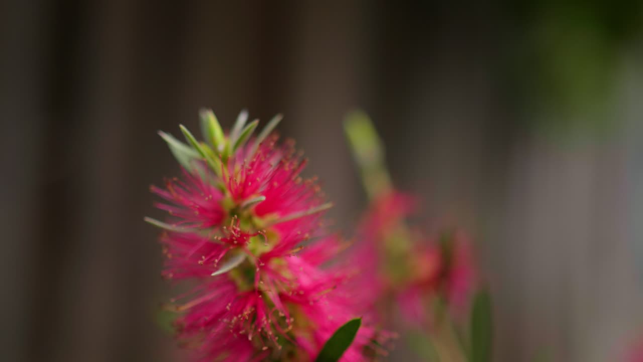 Primo piano di un delicato fiore rosa che ondeggia dolcemente, mettendo in risalto i suoi petali, la texture e la bellezza naturale in un sereno ambiente esterno