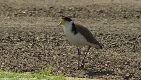 masked lapwing plover bird walking along gravel driveway