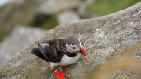 a puffin works on building its nest on a windy day in norway, close up, slow motion