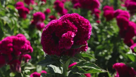 Still-footage-of-a-single-bee-exploring-a-flower,-with-the-whole-plantation-at-the-background