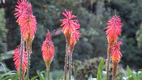 un colibrí hembra de gema de montaña de garganta morada se alimenta de flores tropicales en la selva amazónica