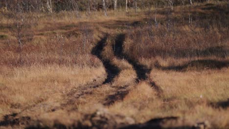 Black-tire-trails-go-through-the-swampy-grassland