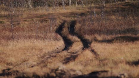 black tire trails go through the swampy grassland