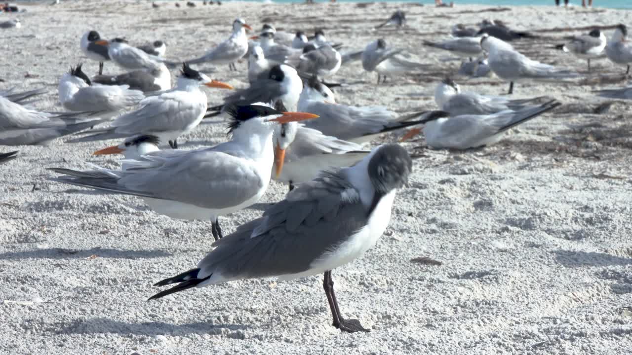 Laughing gull and royal tern birds preening on Reddington Beach Florida