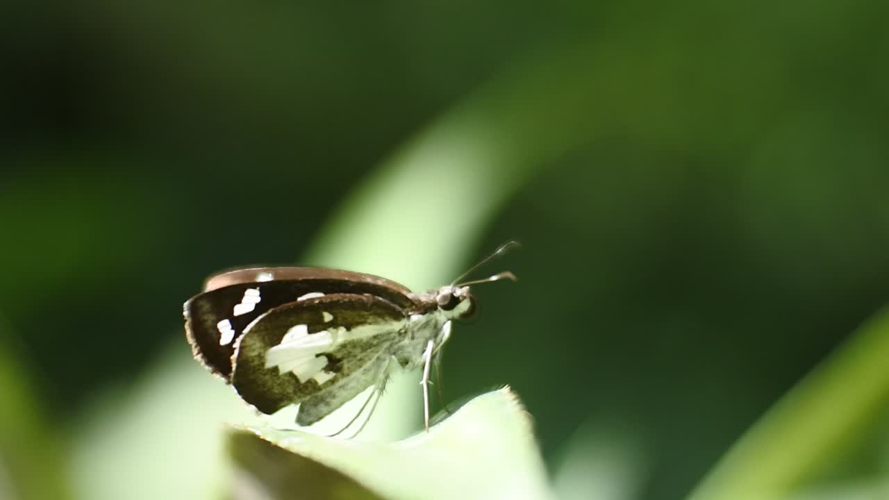 farfalla appollaiata sulle erbacce, macro video hd