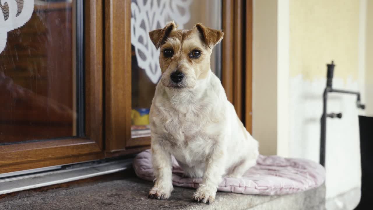 blanco y marrón jack russell terrier sentado en una manta cerca de la entrada de la casa