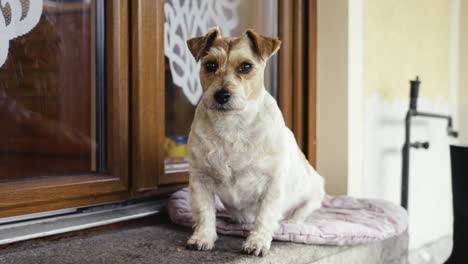 white and brown jack russell terrier sit on blanket near house entrance