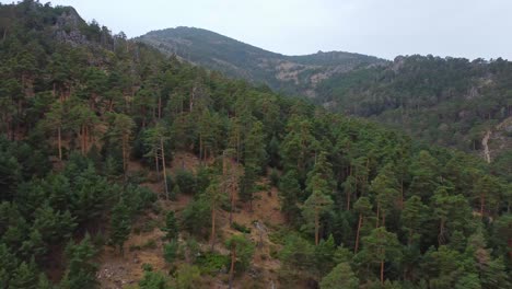 Green-trees-in-forest