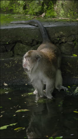 monkey by the water