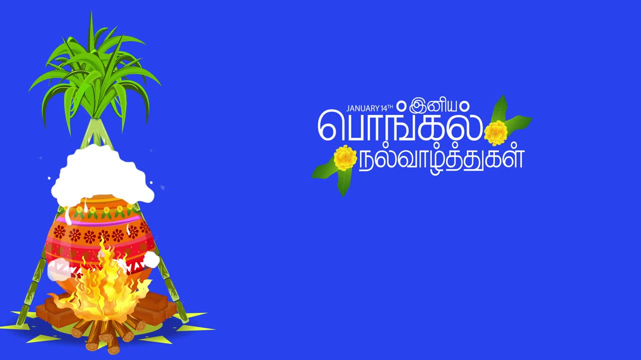 feliz pongal felicitaciones del festival de fondo con pantalla azul canal alfa. traducir feliz pongal texto tamil.