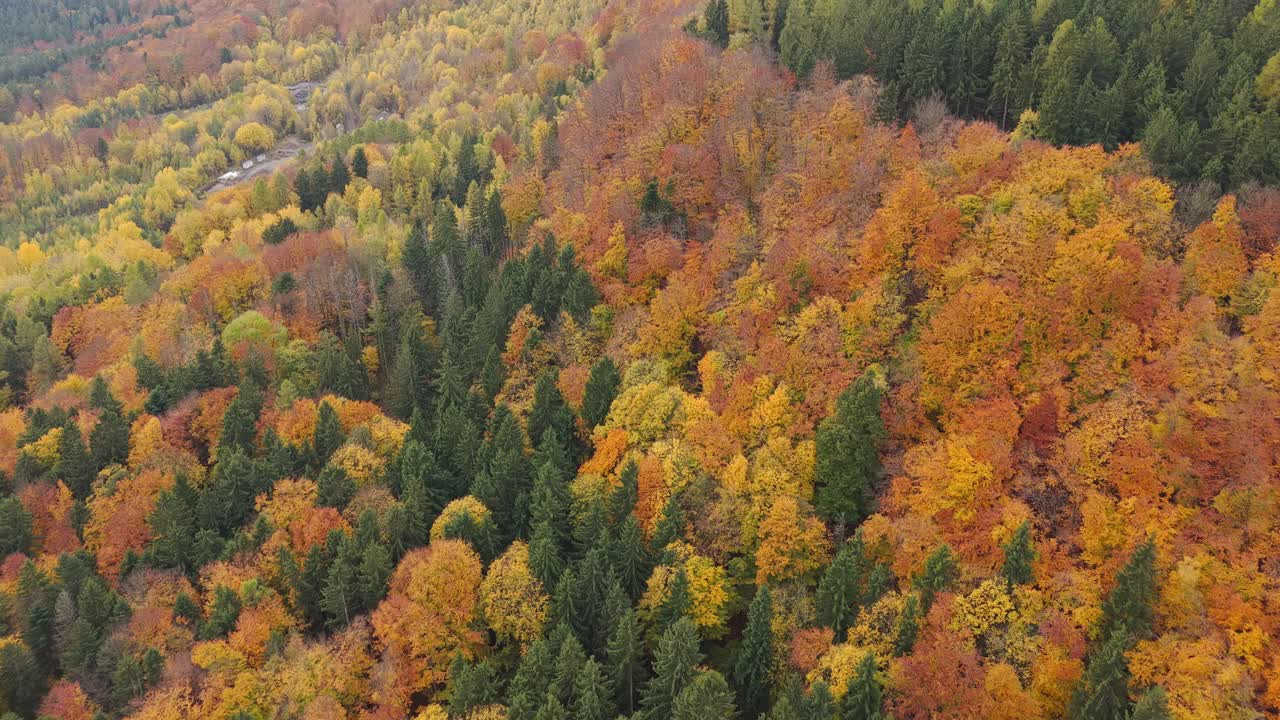 Mixed forest from an aerial view of trees with autumn leaves. Colorful forests create a magical atmosphere
