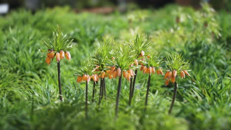 In-Der-Mitte-Des-Blumenbeets-Blühen-Prächtige-Aurora-Crown-Imperial-Blumen